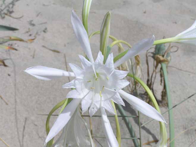 Pancratium maritimum / Giglio di mare, Pancrazio
